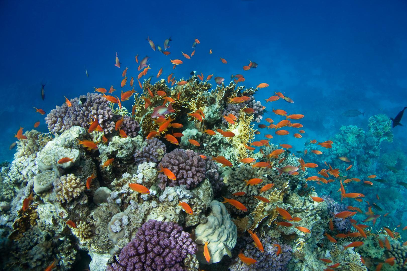 plongee sous marine, Guadeloupe, ARCHIPEL PLONGÉE SARL