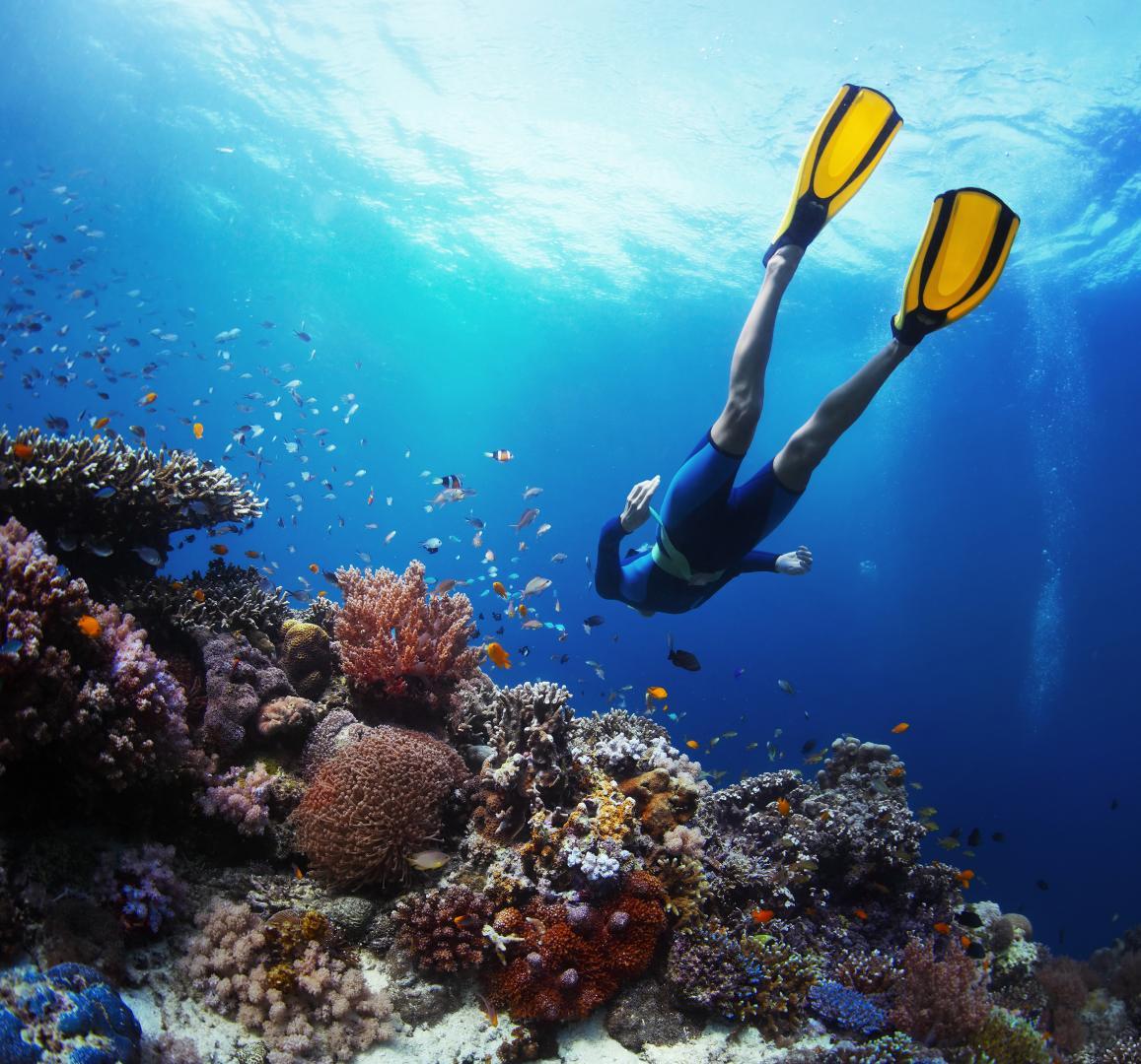 plongee sous marine, Guadeloupe, ARCHIPEL PLONGÉE SARL