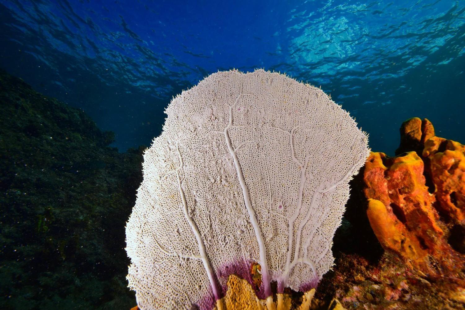 plongee sous marine, Guadeloupe, ARCHIPEL PLONGÉE SARL