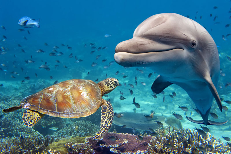 Baptêmes de plongée à Basse-Terre